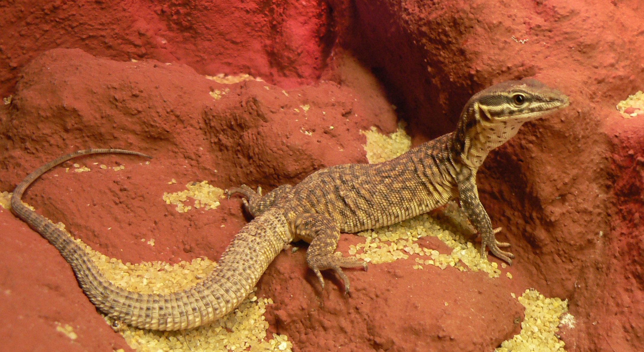 Varanus acanthurus 1
