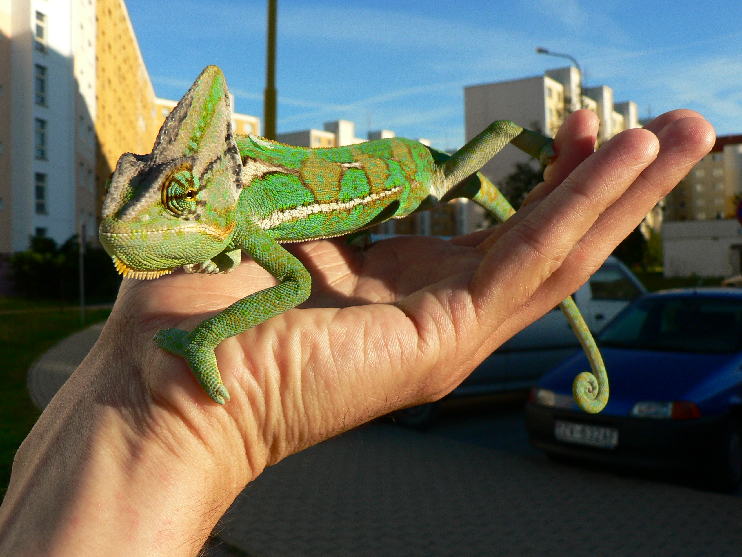 Chameleo calyptratus 5 samec
