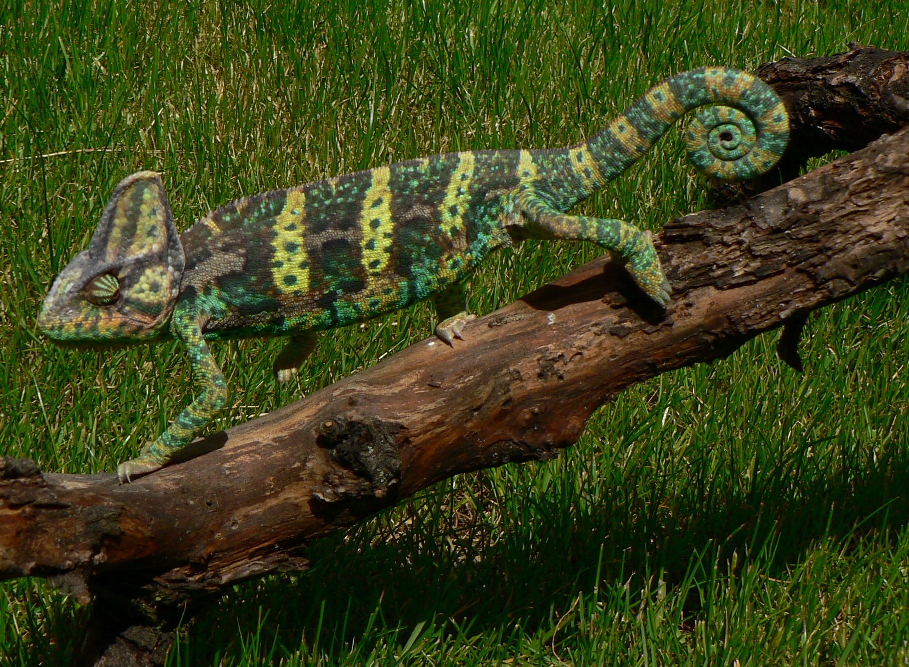 Chameleo calyptratus 13 samec